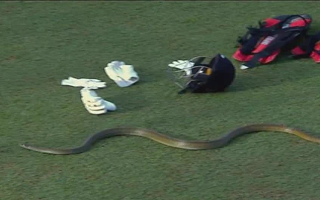 LPL 2023: Snake appears on field